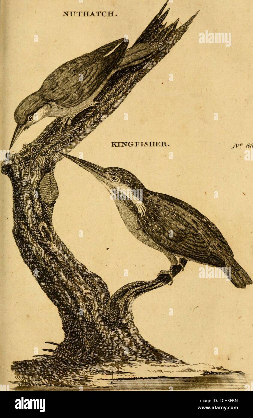 . Britische Zoologie . AV. III 200.Olina 39, 40.JVil. orn, 146.Rail Jyn. A<v. 48.PL ENL -jj. Alcedo ifpida. Lin.-Fyft. 179.Le Martin-pecheur. Brtjfonecu IV. 471. Piombino, Martino pefcatore, Pefcatore Sel re. Zinan116. Isfogel. Muf. FR, Ad, 16.Scopoli^Q. 64. JIS-fugl. Brunnkh in AP-pend, ^ Eisvogel. Frifch. II 223. Meerfchwalbe. Krant. 337* Br. Zool. 82. Platte I. Beschreibung. ri^SEIN Vogel wiegt eine Unze und ein Viertel: ItsX Länge ist feven Zoll; seine Breite elf:sein Fliape ist sehr plumfy, der Kopf und Bill beingvery large, und die Beine difproportionably fmall:der Bill ist zwei Zoll lang; Th Stockfoto