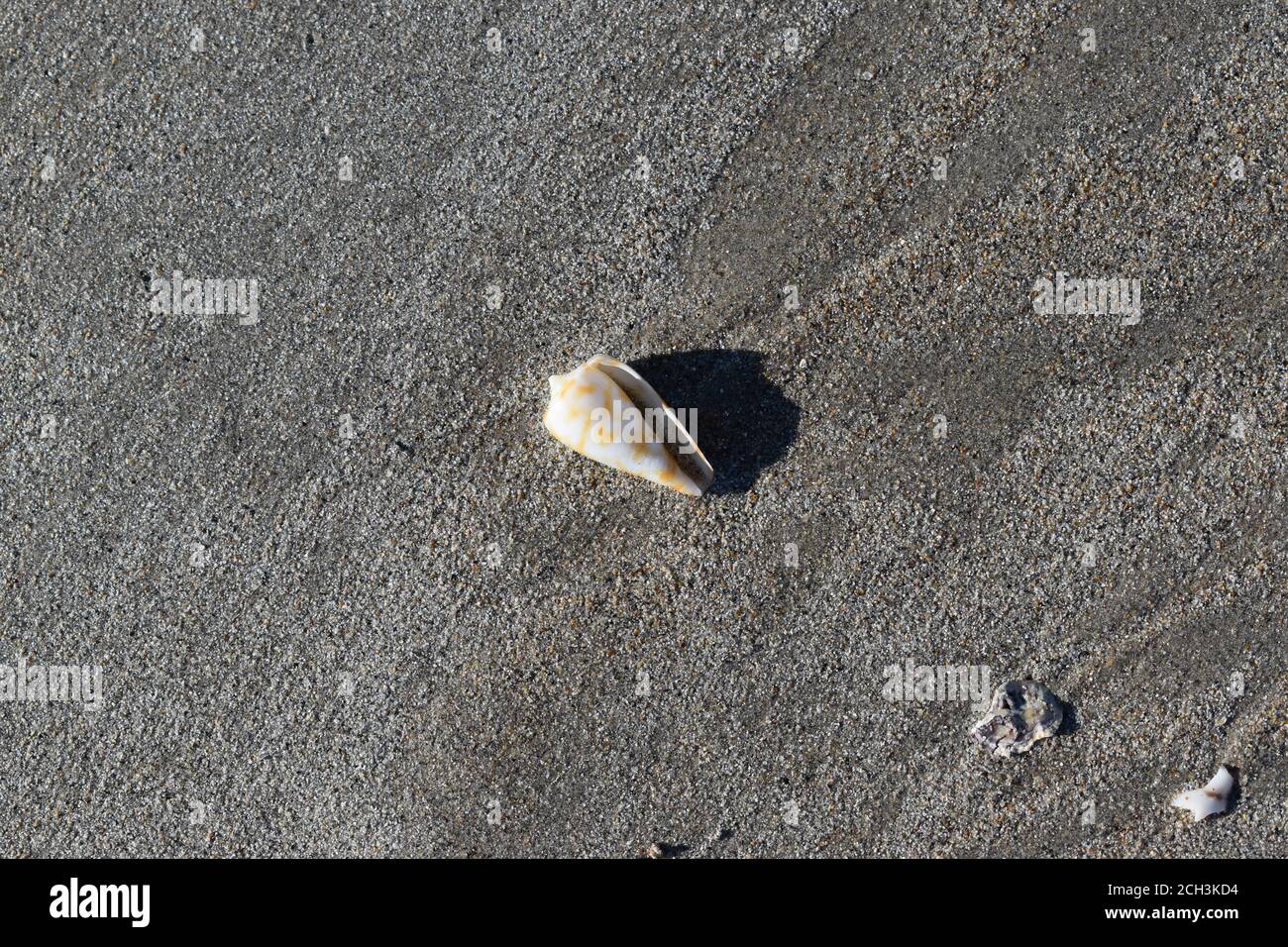 Seashells Beagle Bay Western Australia Stockfoto
