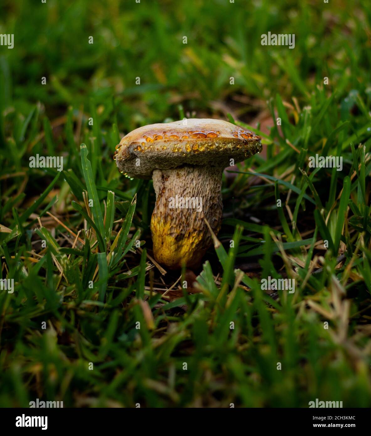 Nahaufnahme von kleinen braunen und gelben Pilzen mit Feuchtigkeitströpfchen Im grünen Gras Stockfoto