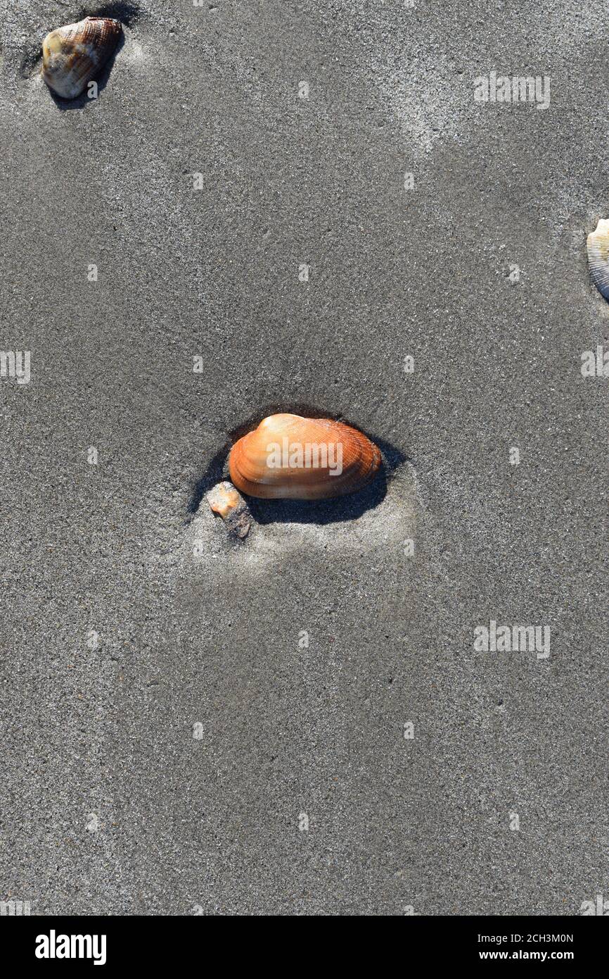 Seashells Beagle Bay Western Australia Stockfoto