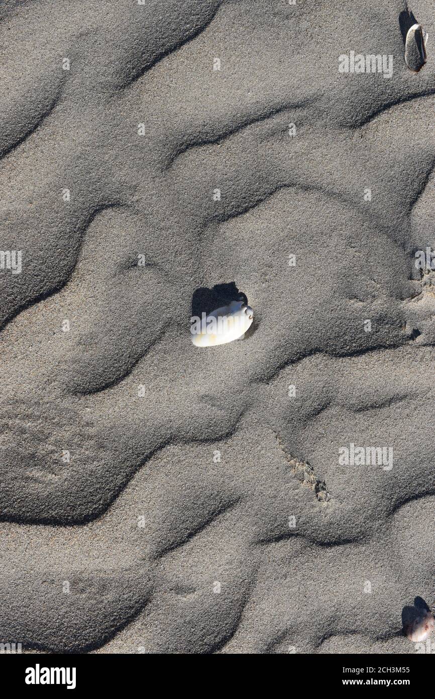 Seashells Beagle Bay Western Australia Stockfoto