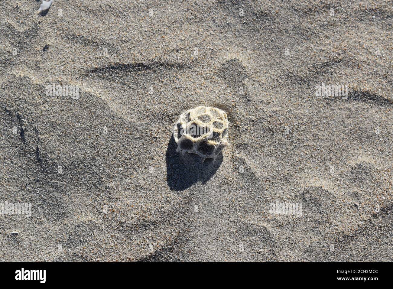 Seashells Beagle Bay Western Australia Stockfoto