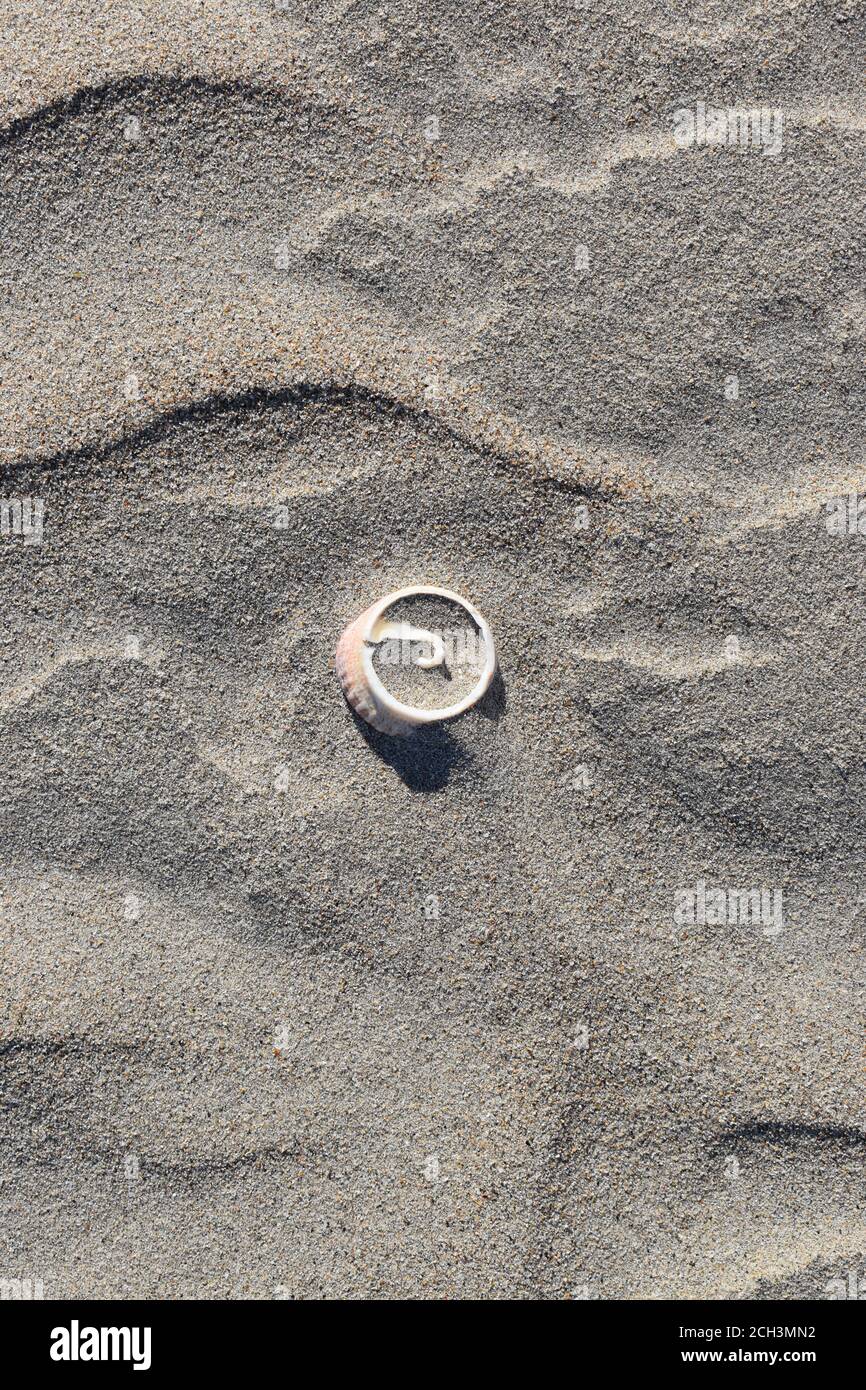 Seashells Beagle Bay Western Australia Stockfoto