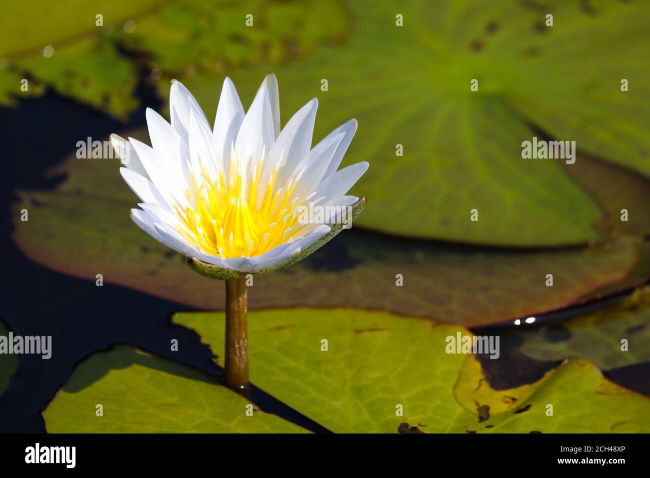 Leuchtend blühende weiße Lotusblume (Nymphaea nouchali) Stockfoto