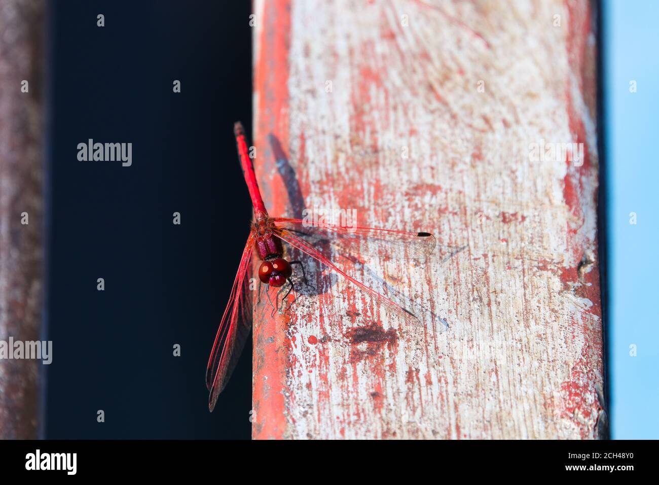 Rotaderige Drachenfliege auf gemaltem Strahl (Trithemis arteriosa) Stockfoto