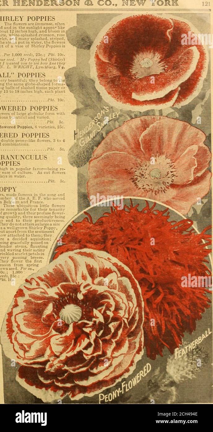 . Alles für den Garten : 1920 . Bei der Bestellung von Blumensamen, bitte nach der Nummer, die jeder Sorte VORANGESTELLT IST, ALLES FÜR DIE bestellen. GA HI 122 HENDERSONS GIANT DOUBLE MOPPIES BRILLIANT BLEND 3455 Diese Annual Mohn sind robuste, üppige Züchter über 2 ; Fuß hoch, trägt immense doppelte Blüten 4 zu T & gt; Zoll im Durchmesser, oder ist larg. Wie Pfingstrosen. Einige der Blumen haben breite, runde, glatt umrandete Blütenblätter und sind von imposing efleet: Otheis havelaciniated und umrandete Kanten, travel eine reizende Anmut hinzufügen; aber travel climaxing Verdienst von allis travel wundervolle varietv der Färbung, reichend von den Mos Stockfoto