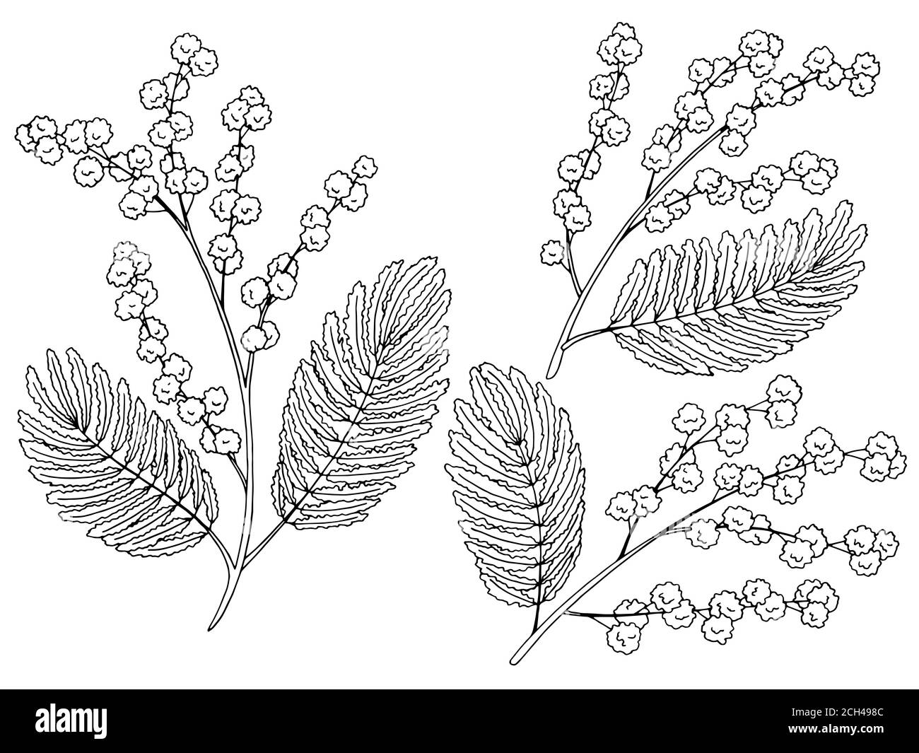 Mimosa Grafik schwarz weiß isoliert Skizze Illustration Vektor Stock Vektor