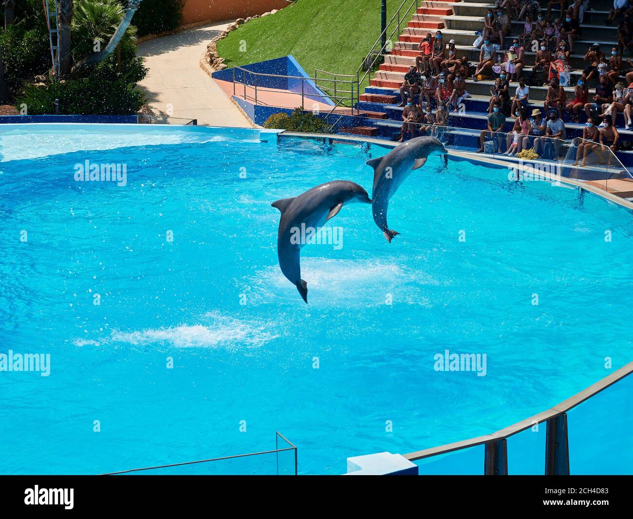 Delfine springen aus dem Wasser auf dem Pool des Zoo Marina, Albufeira, Portugal Stockfoto