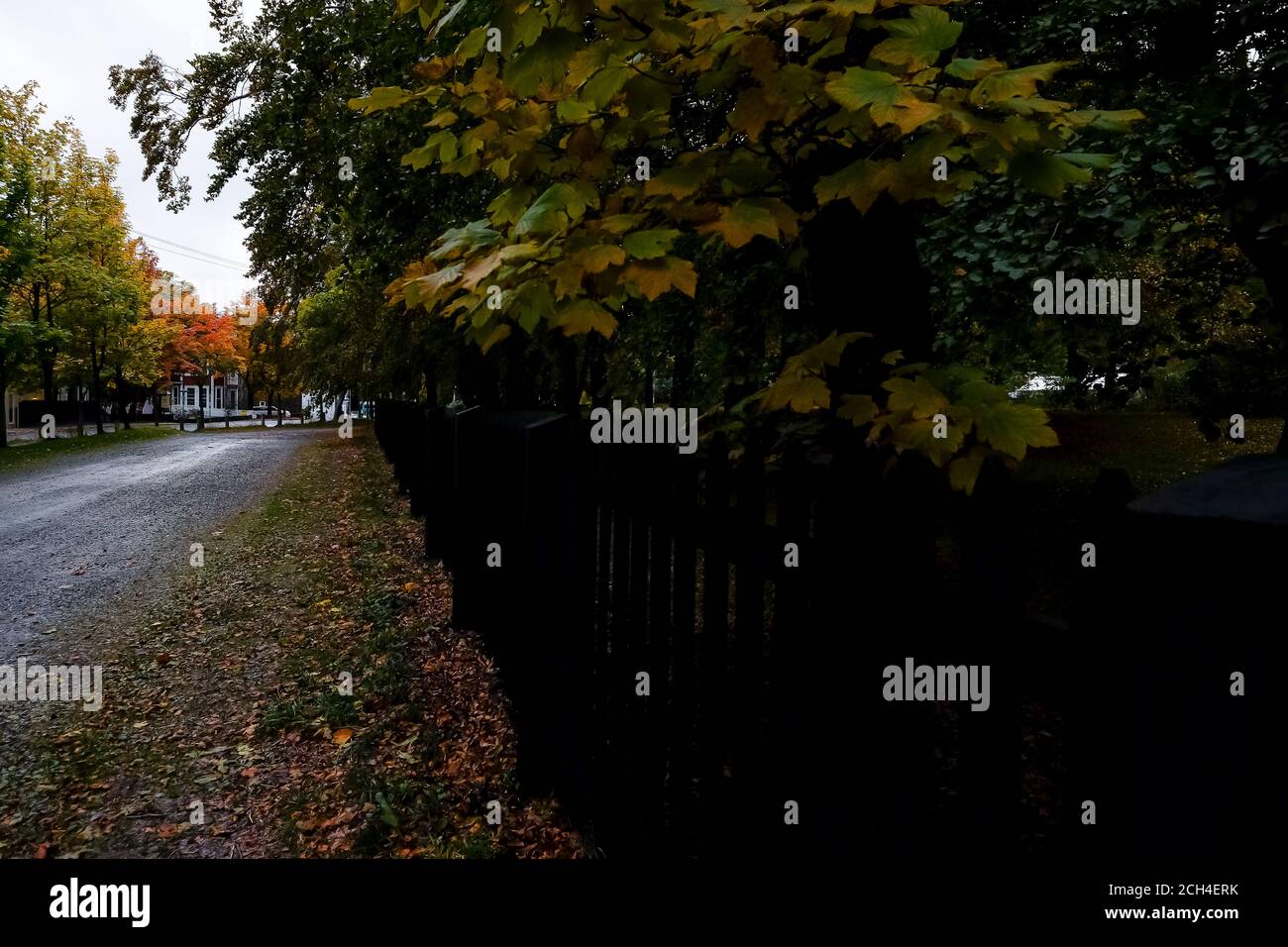 Eine dunkle nasse Straße mit großen Ahornbäumen. Die Blätter auf den reifen Bäumen sind eine Reihe von Farben. Einige sind grün, orange, rot und mehrfarbig. Stockfoto