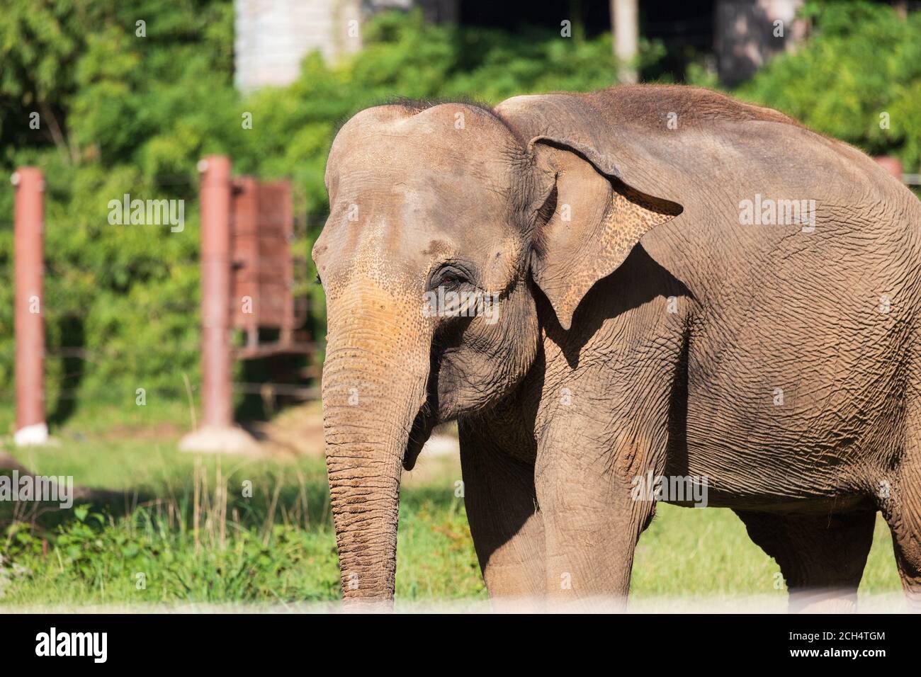 Ein Elefant mit Floppyohren, der im Smithsonian National Zoo in Washington, DC Heu isst Stockfoto
