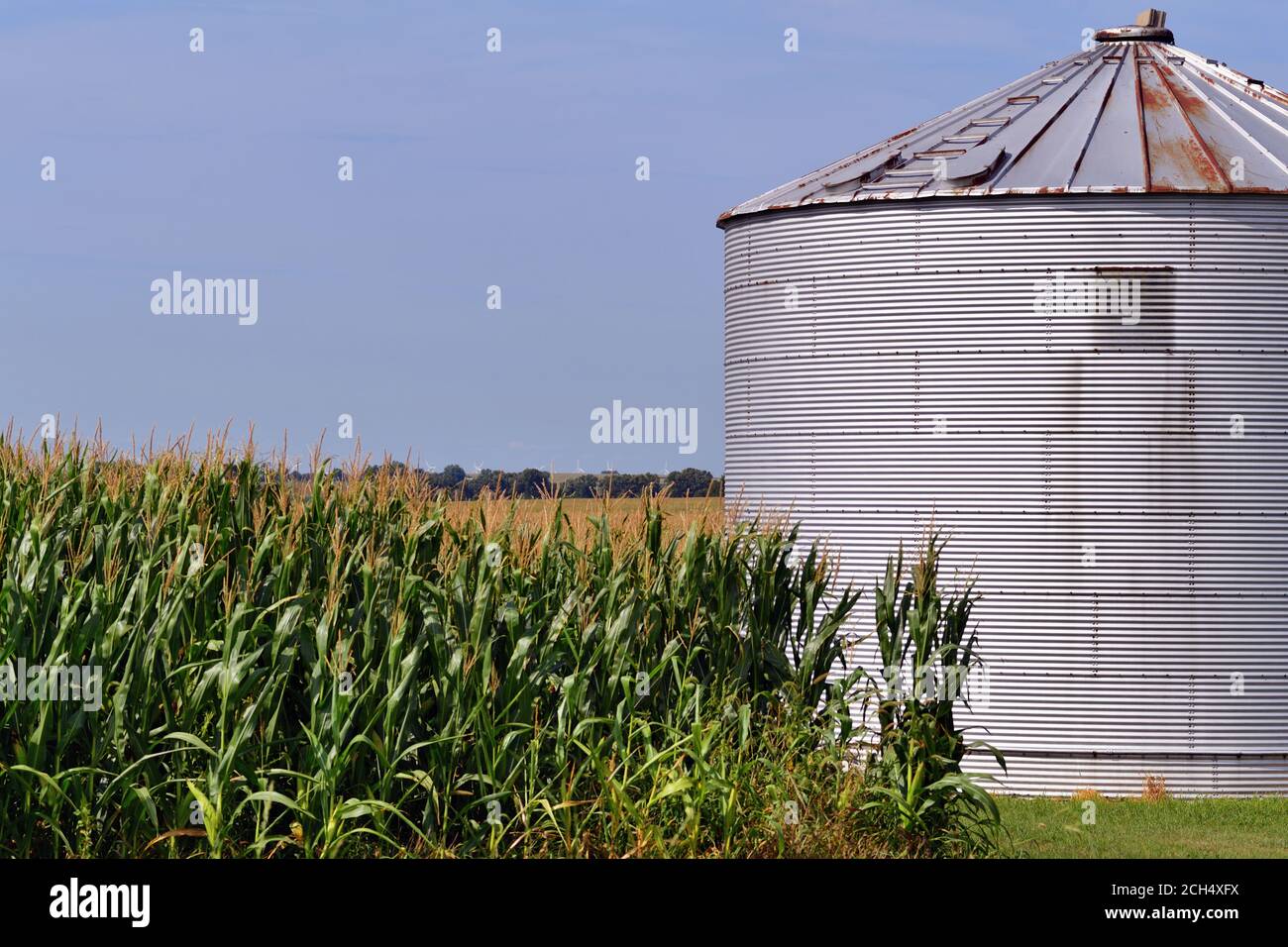 Zearing, Illinois, USA. Ein Metallsilo, das für die Lagerung von Kulturpflanzen verwendet wird und in ein Maisfeld auf einer Farm im Zentrum von Nord-Illinois geschnitten wird. Stockfoto