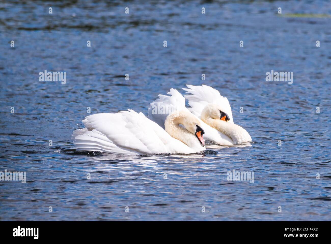 Ein reifes Mute Swan-Paar, das sich in einem intimen Paarungstanz engagiert. Stockfoto