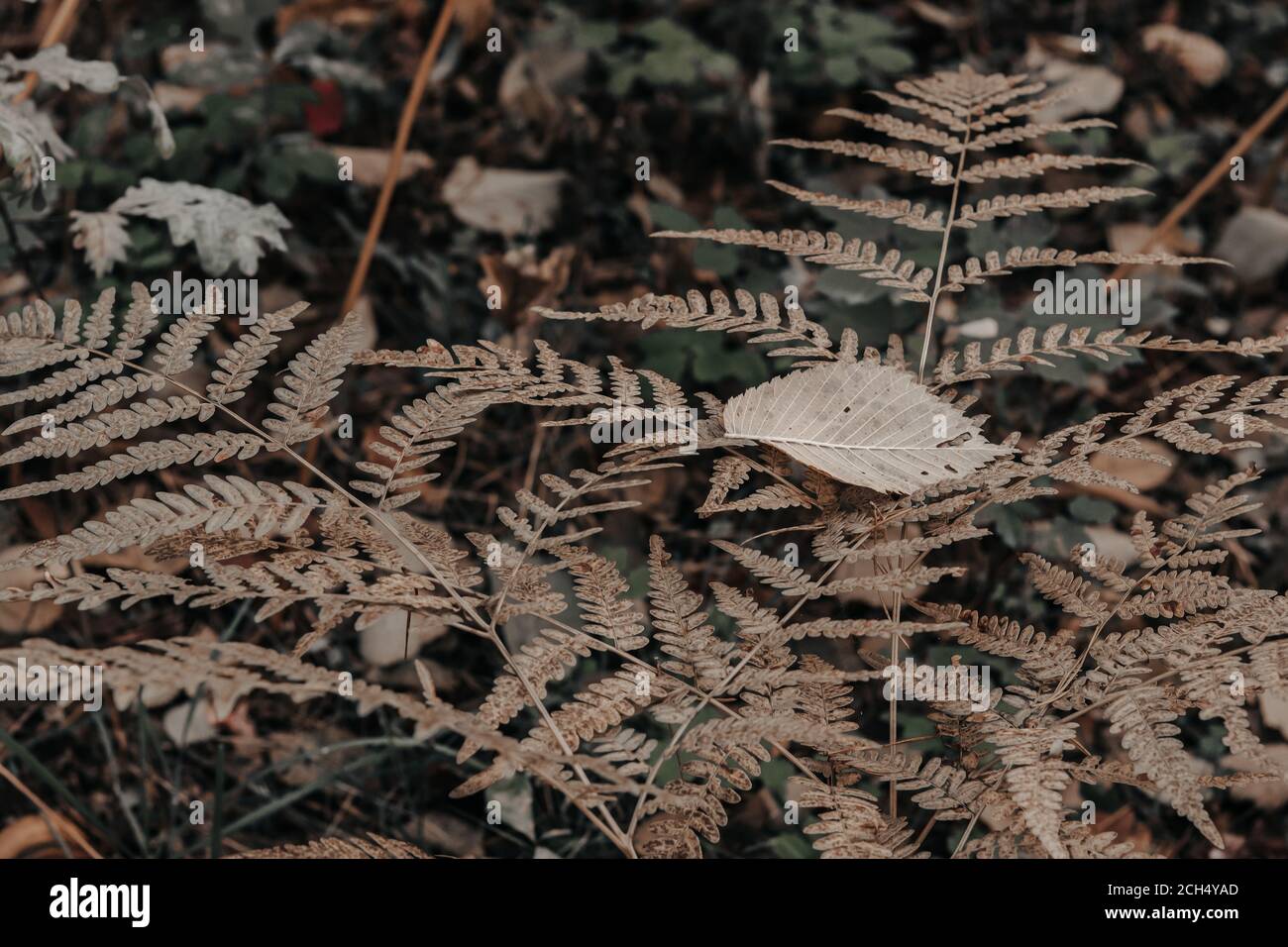 Verblasste, gealterte Farnblätter im Wald. Herbst Natur saisonalen Hintergrund. Stockfoto