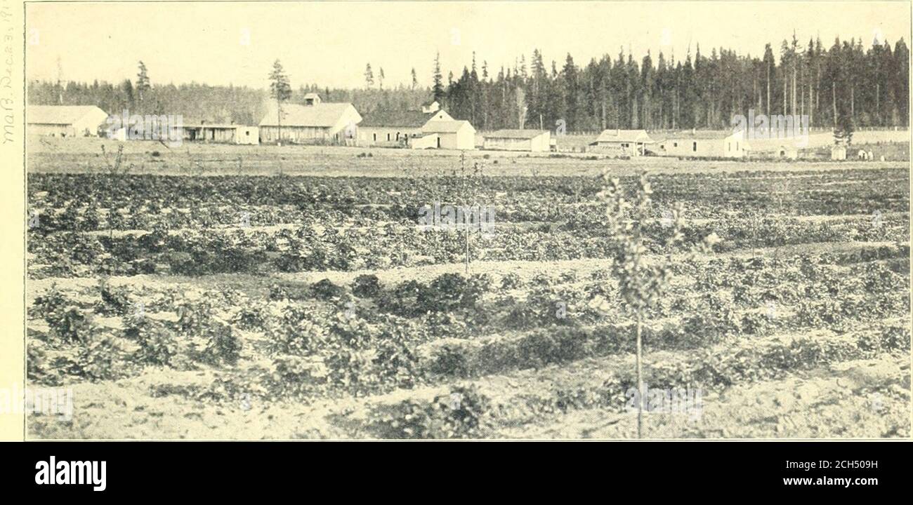 . Washington ... . D., des Landwirtschaftskommissars von ••. U. S. EISENBAHNVERWALTUNG. Dieser Landwirt macht einen guten Start durch den Anbau von Erdbeeren zwischen den jungen Obstbäumen, bis die tragende Stufe der Bäume erreicht wird Washington Washington, gestylt der Evergreen State contains about 42,775,000 Acres Land, mehr als die Hälfte wird jetzt in Privatbesitz gehalten. Die betitelten Acres sind wahrscheinlich 7,000,000 verbessert, aconsiderable Teil des gleichen bewirtschaftet, undetwa 3,000,000 unverbessert, aber geeignet für Farm-ing, wenn zurückgefordert. Die übrigen Gebiete vonWashington sind in Staatsland Gra Stockfoto