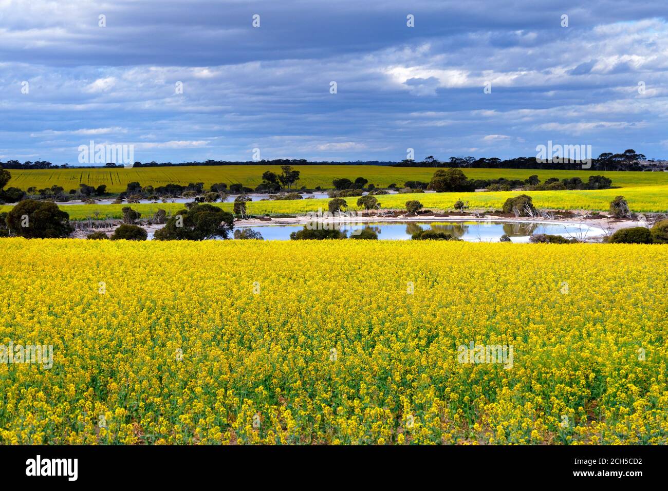 Rapsfelder mit Salzseen, Lachsgummis, Westaustralien Stockfoto