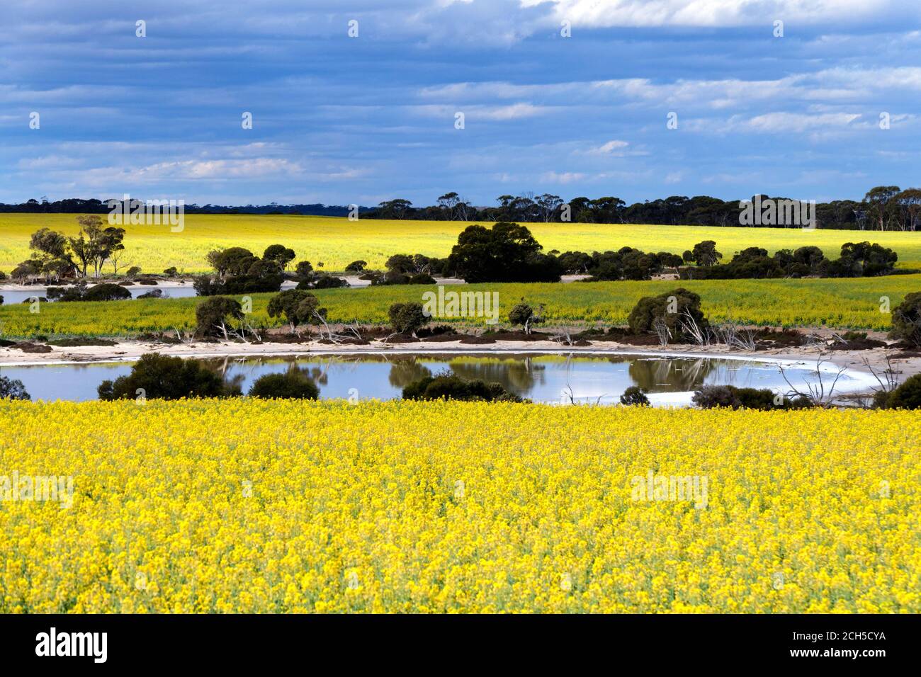 Rapsfelder mit Salzseen, Lachsgummis, Westaustralien Stockfoto