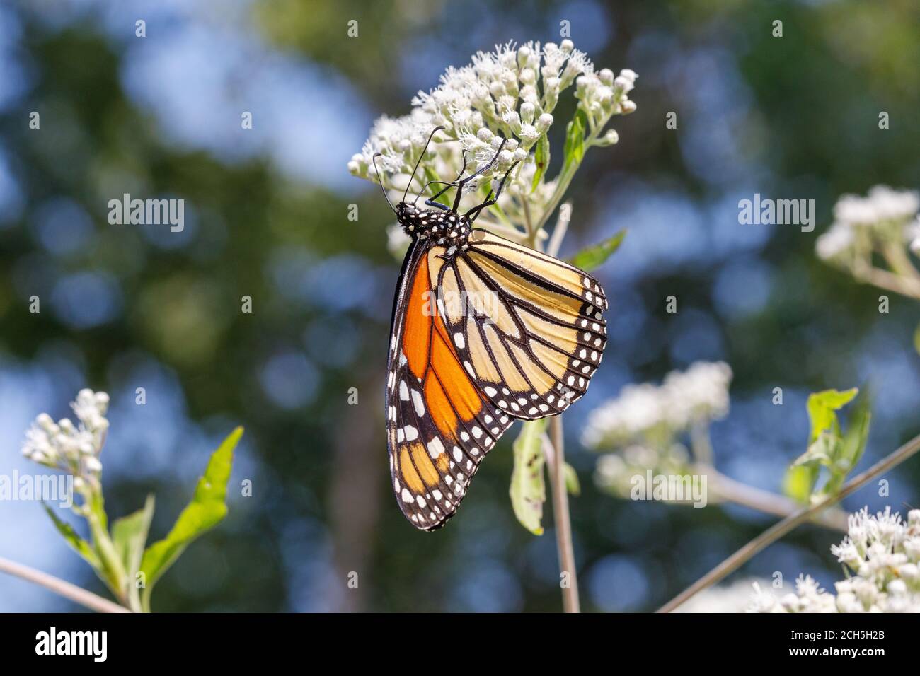 Monarch Schmetterling im Lee County Conservation Area in Montrose, Iowa Stockfoto