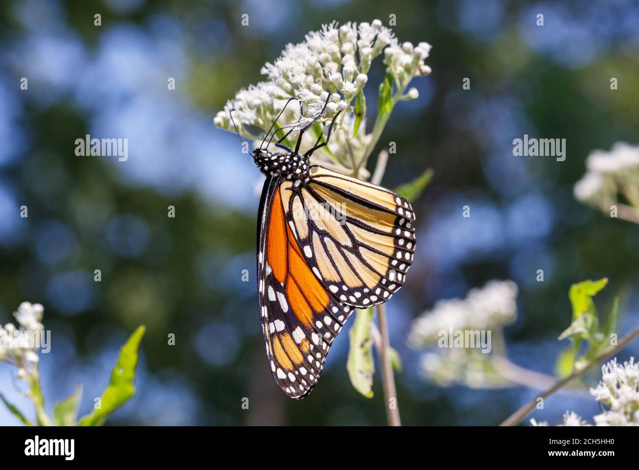 Monarch Schmetterling im Lee County Conservation Area in Montrose, Iowa Stockfoto