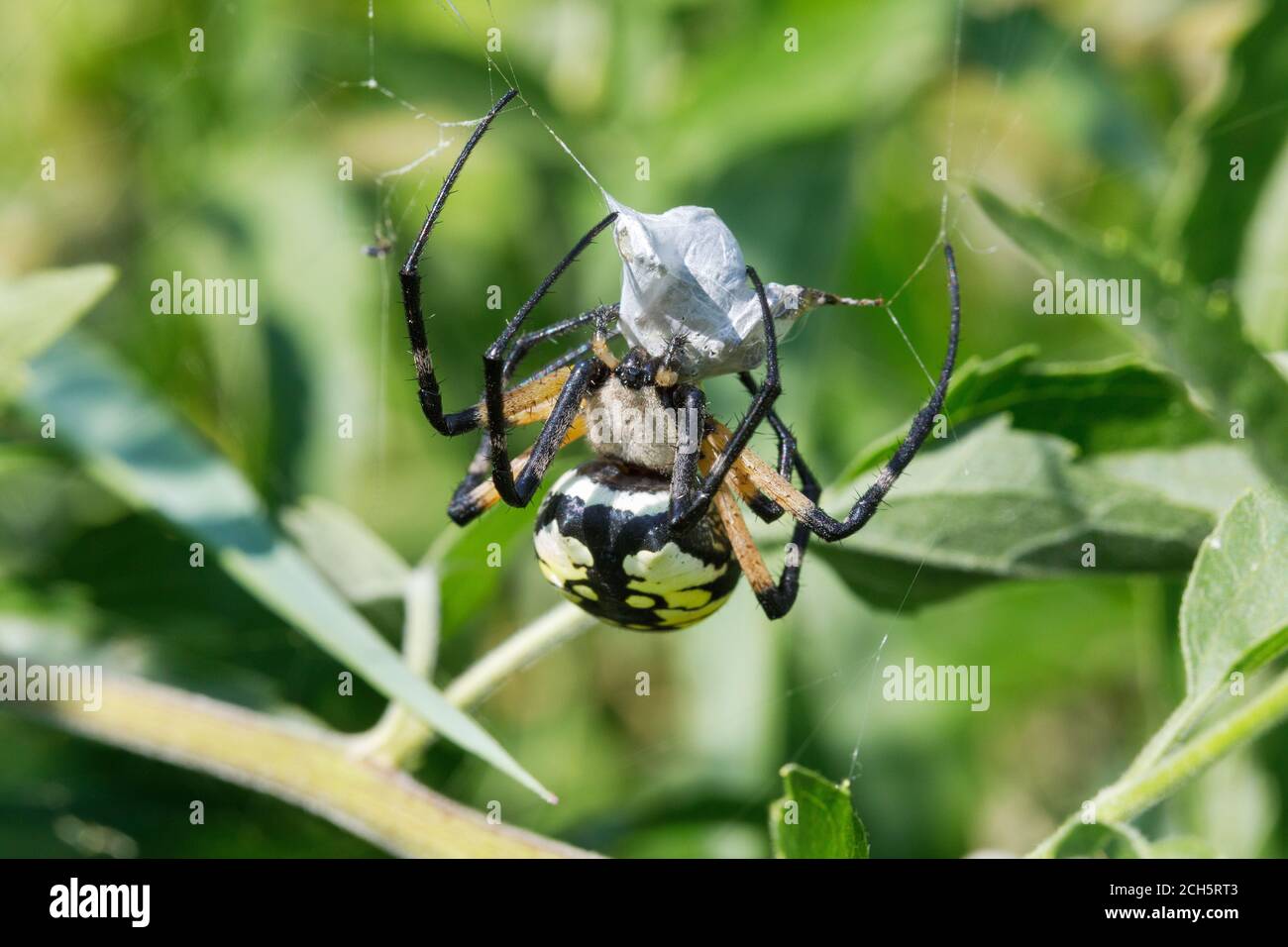 Gelbe Gartenspinne im Lee County Conservation Area in Montrose, Iowa Stockfoto