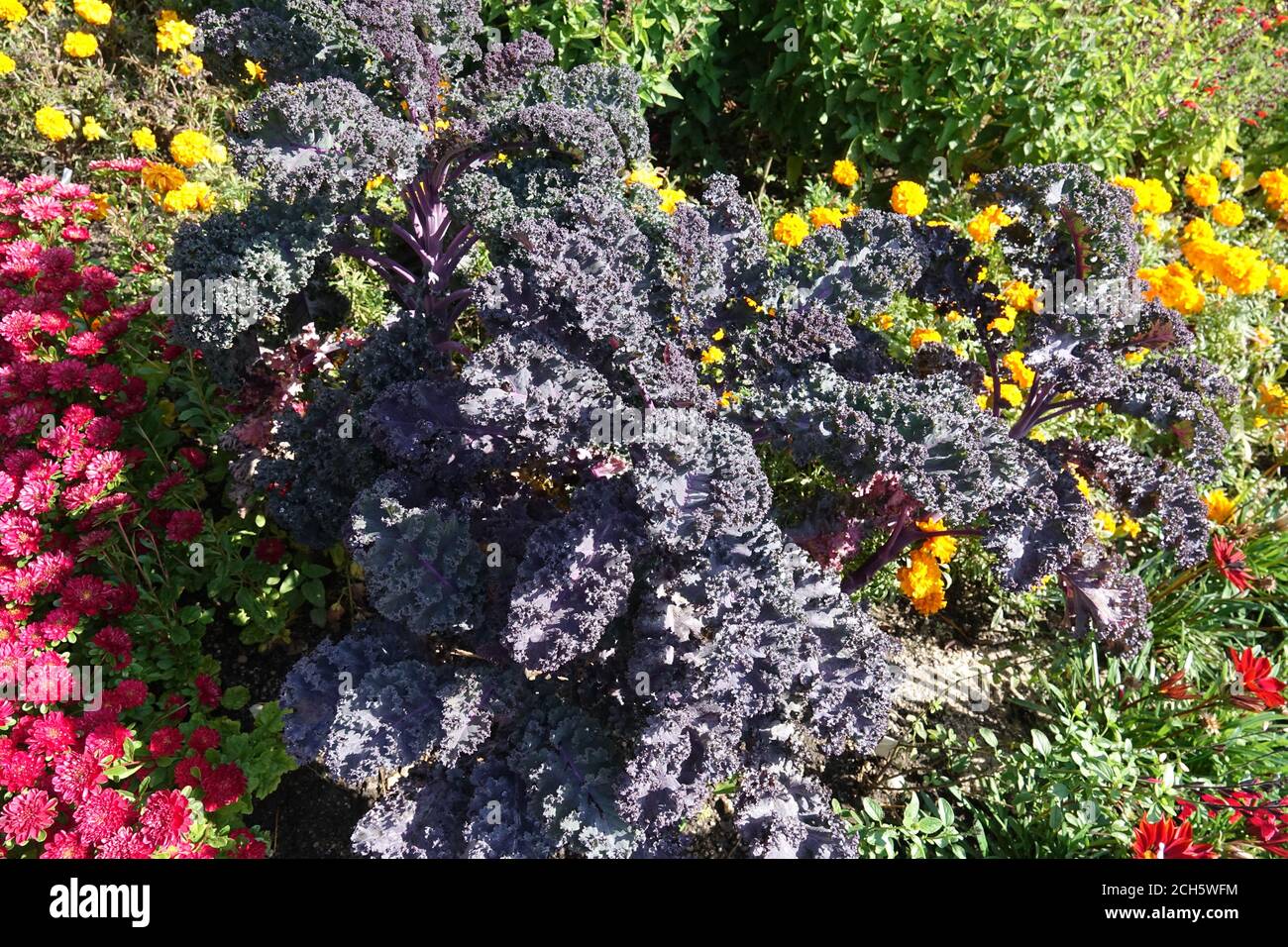 Dekoratives violettes Grünkohl Brassica oleracea 'Redbor' Blumenbeet Gartenrand September Sommer Blumenbeet Bunte gemischte Pflanzen Bunte Blumen Kohl Stockfoto