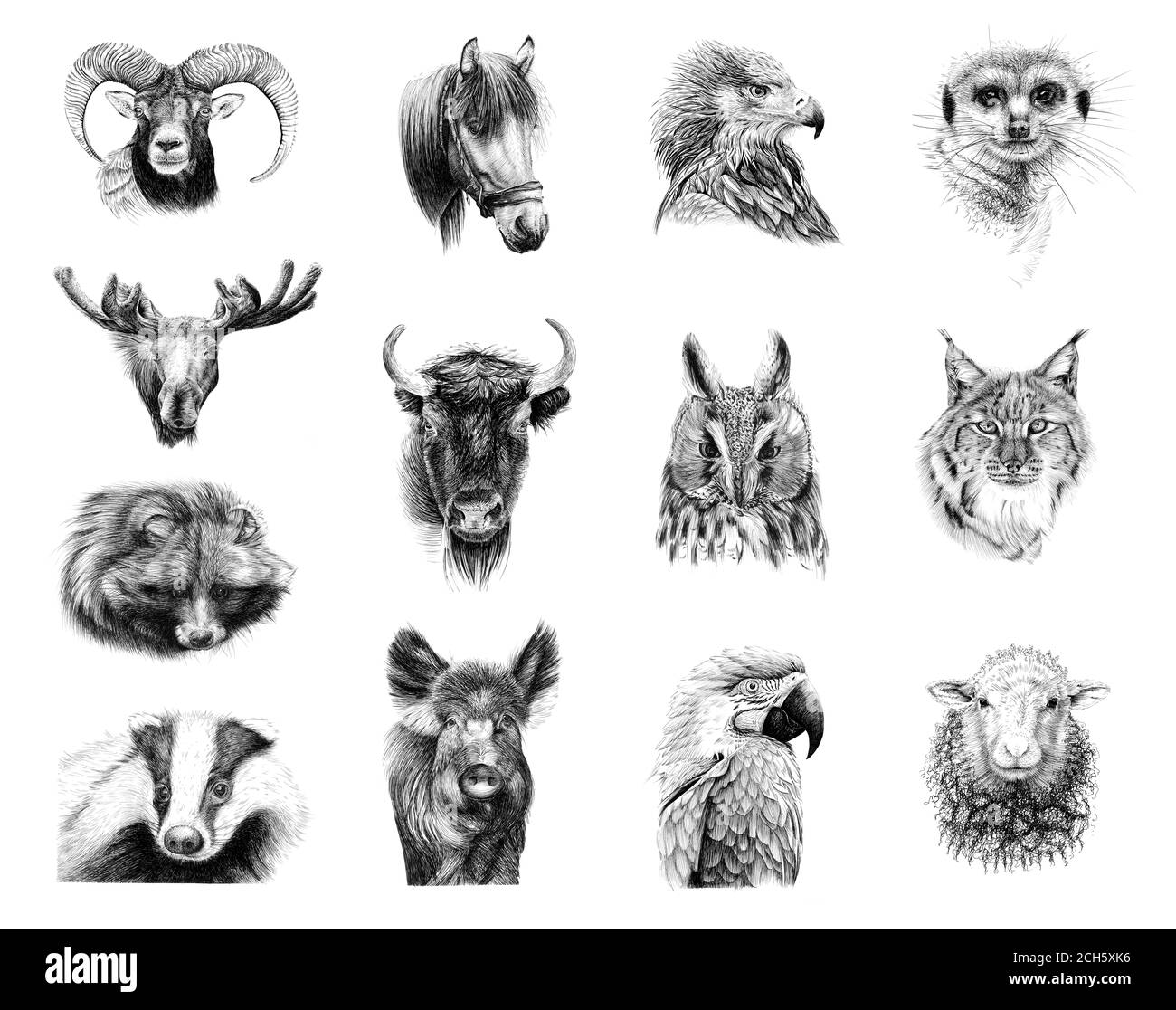 Handgezeichnete Porträts von dreizehn Tieren, Skizzengrafiken monochrome Illustration auf weißem Hintergrund (Originale, keine Zeichnung) Stockfoto