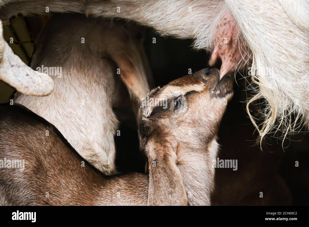 Ein Kindermädchen Ziege säugt sein Kind, Mutter Ziege säugt schöne weiße Kind in Holzunterstand. Nahaufnahme. Stockfoto