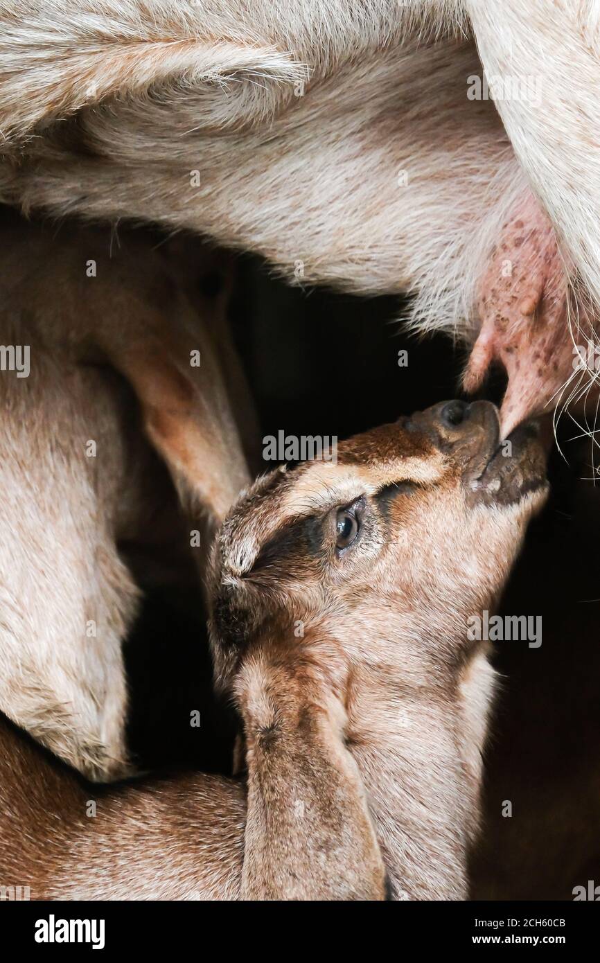 Ein Kindermädchen Ziege säugt sein Kind, Mutter Ziege säugt schöne weiße Kind in Holzunterstand. Nahaufnahme. Stockfoto