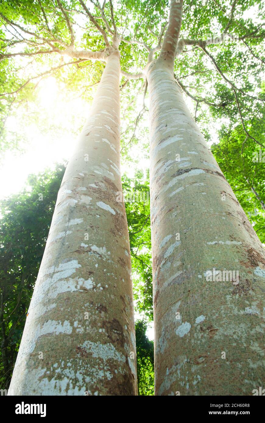 Blick in den niedrigen Winkel auf zwei große banyan-Bäume, die in einem tropischen Wald wachsen. Konzentrieren Sie sich auf den Stamm des banyan-Baumes. Stockfoto