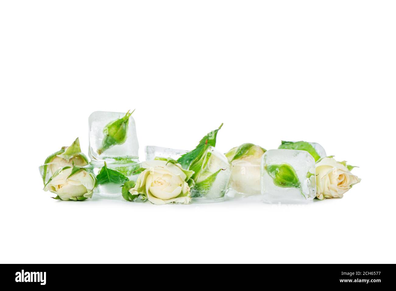 Gefrorene Blumen in Eis auf weißem Hintergrund Stockfoto
