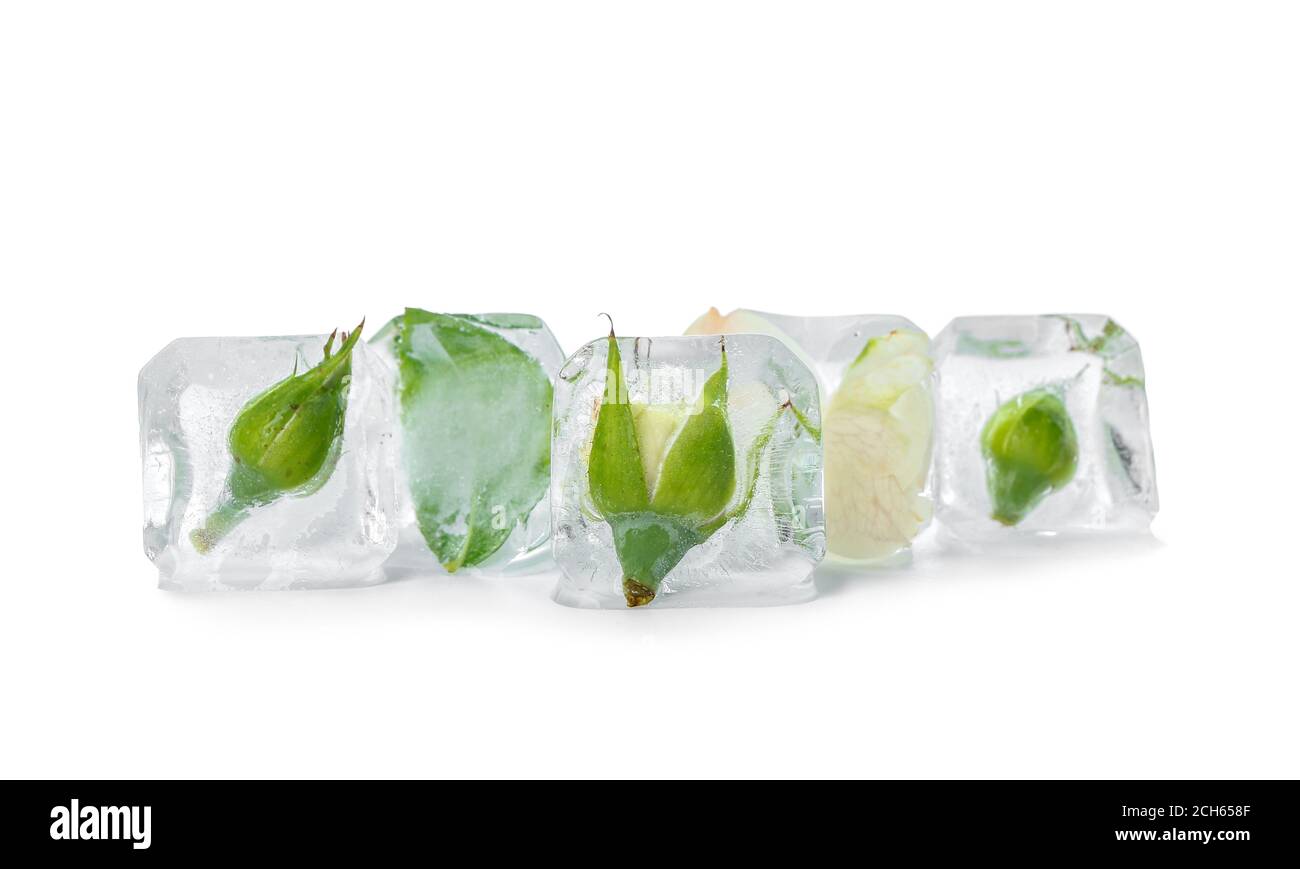 Gefrorene Blumen in Eis auf weißem Hintergrund Stockfoto