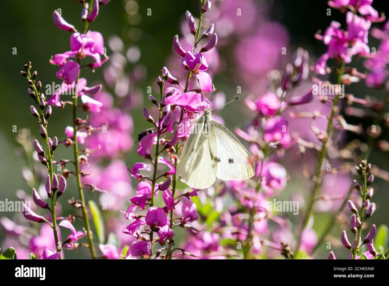 Kohl Weißer Schmetterling auf rosa Blüten Stockfoto