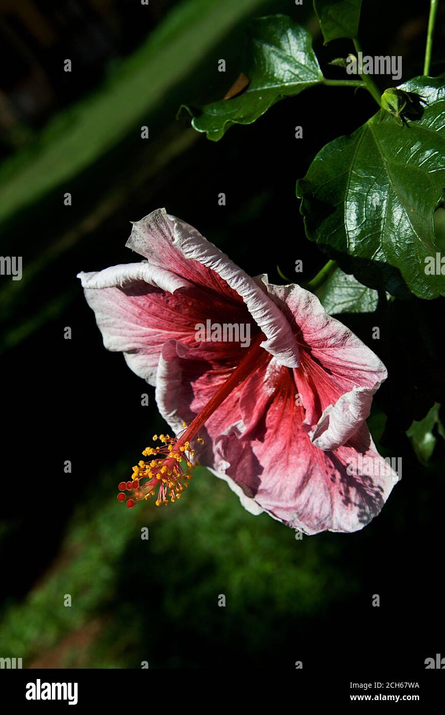 Ansicht von rötlich rosa Hibiskusblüte mit hervorstehenden Staubgefäßen mit Rote rote Narbe und gelbe Anther Stockfoto