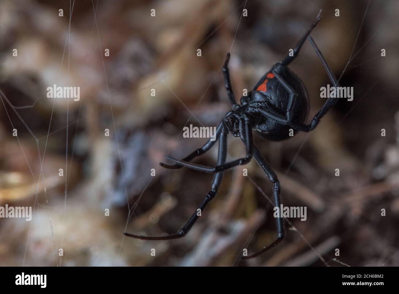 Die westliche schwarze Witwenspinne (Latrodectus hesperus) eine der wenigen gefährlich giftigen Spinnen in Nordamerika. Gesehen in Kalifornien. Stockfoto