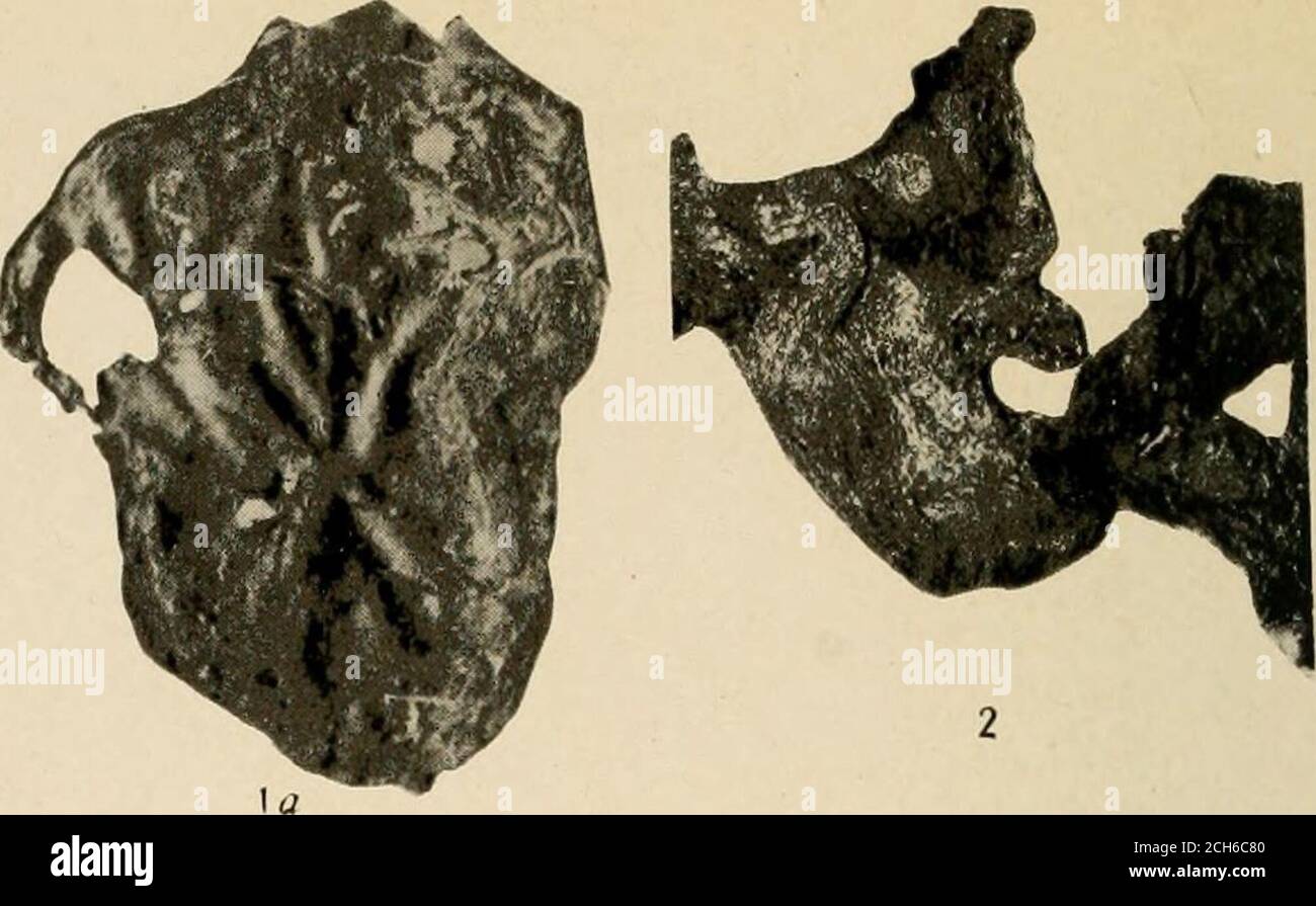 . Smithsonian verschiedene Sammlungen . 4 ##• 3&lt;j 33 3r 3(/ 37^^ ^y JÜNGSTE ALGEN 1. Nostoc commune Vaucher 2. Nostoc verrucosum (Linn.) Vaucher 3. Nostoc parmeloides Vaucher4 Anabaena variabilis Kutzing NR. 5 MITTLERE KAMBRIENALGE 247 BESCHREIBUNG DER PLATTE 46 SEITE Nostoc commune Yaucher 228 Abb. 1. (Natürliche Größe.) Fragment einer von pres-sure abgeflachten Pflanzenmasse, zum Vergleich mit der fossilen Form Momnia con-fluens (Abb. 1, pi. L 45, S. (Natürliche Größe.) Eine Pflanzenmasse mit ungebrochenem Umriss, durch Druck abgeflacht, zum Vergleich mit den fossilen Formen derMorania conflucns (Abb. 1-5, pi. 44) und M Stockfoto