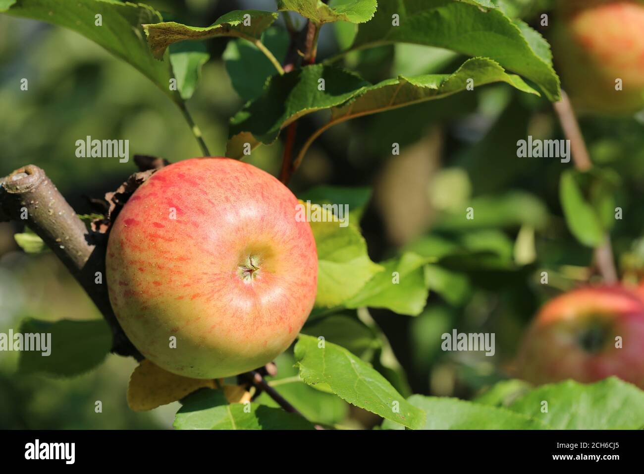 Apfel Topaz, Apfel Stockfoto