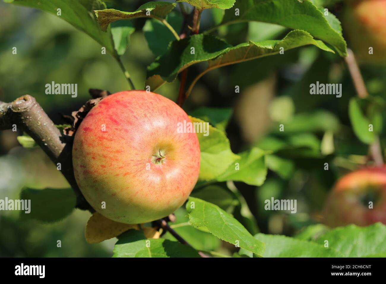 Apfel Topaz, Apfel Stockfoto