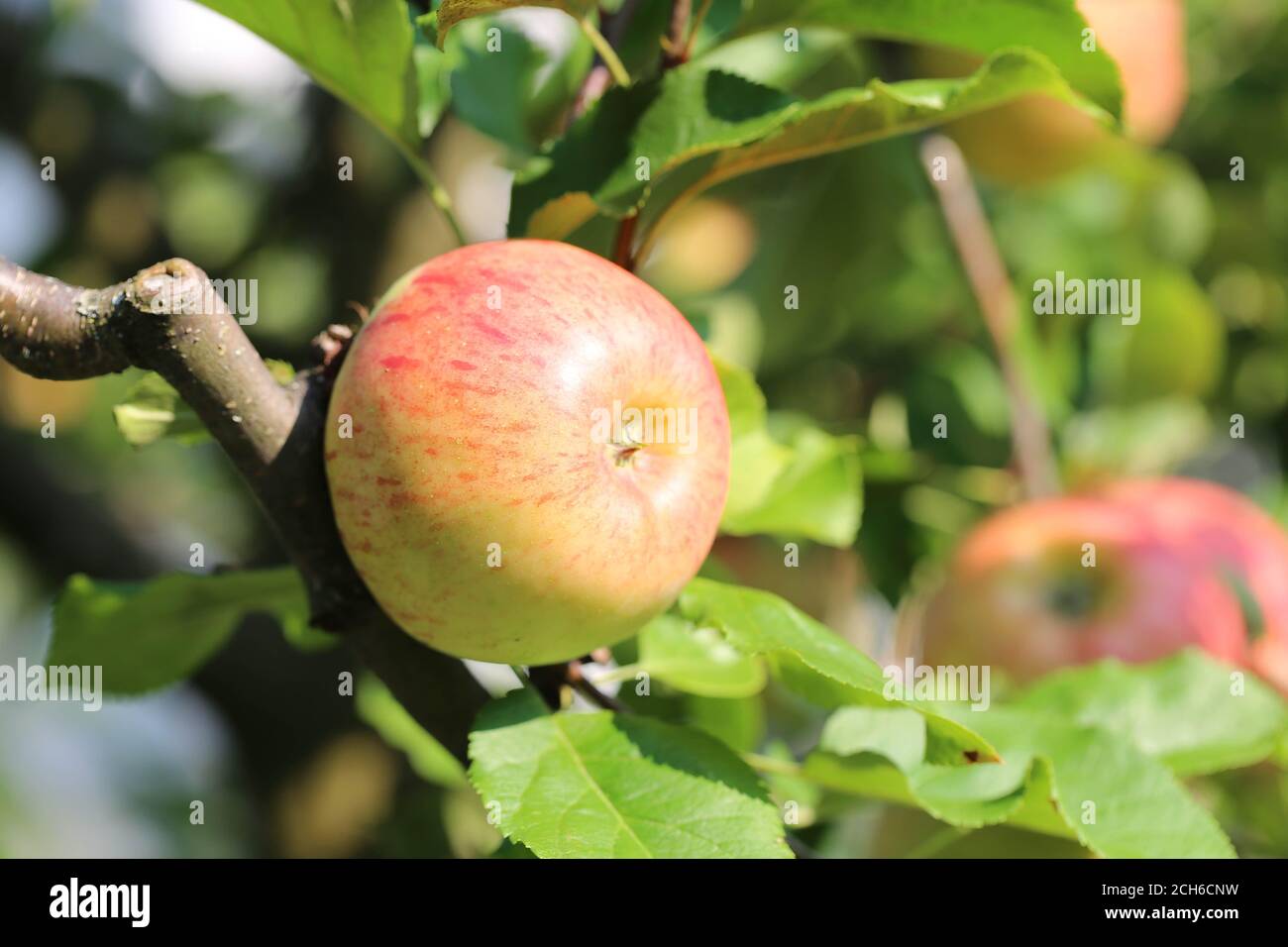 Apfel Topaz, Apfel Stockfoto