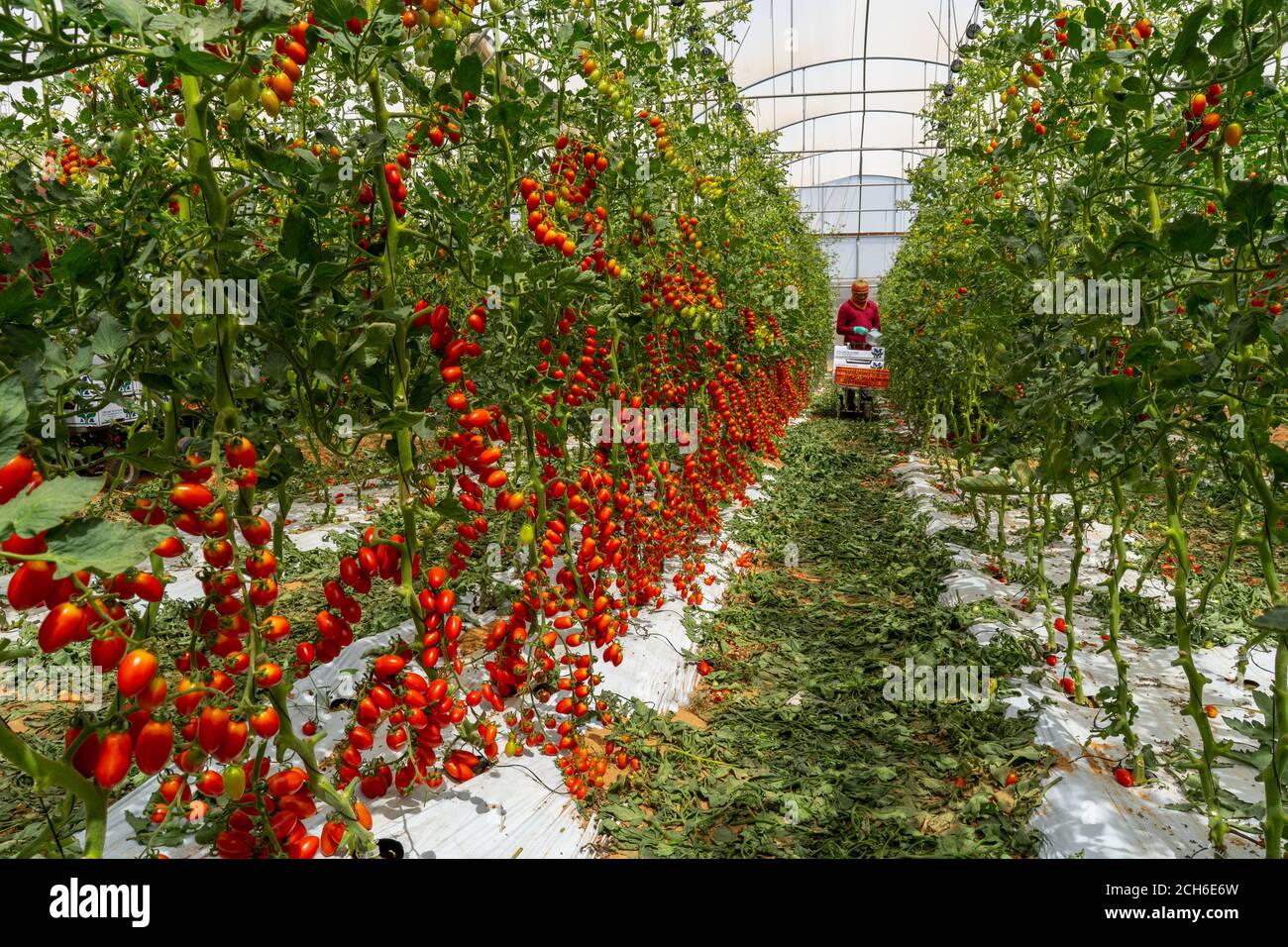 Tomaccio Tomaten entstanden aus einem 12-jährigen Zuchtprogramm mit einer wilden peruanischen Tomatenart. Das Programm wurde von Hishtil in Israel entwickelt. Tomac Stockfoto