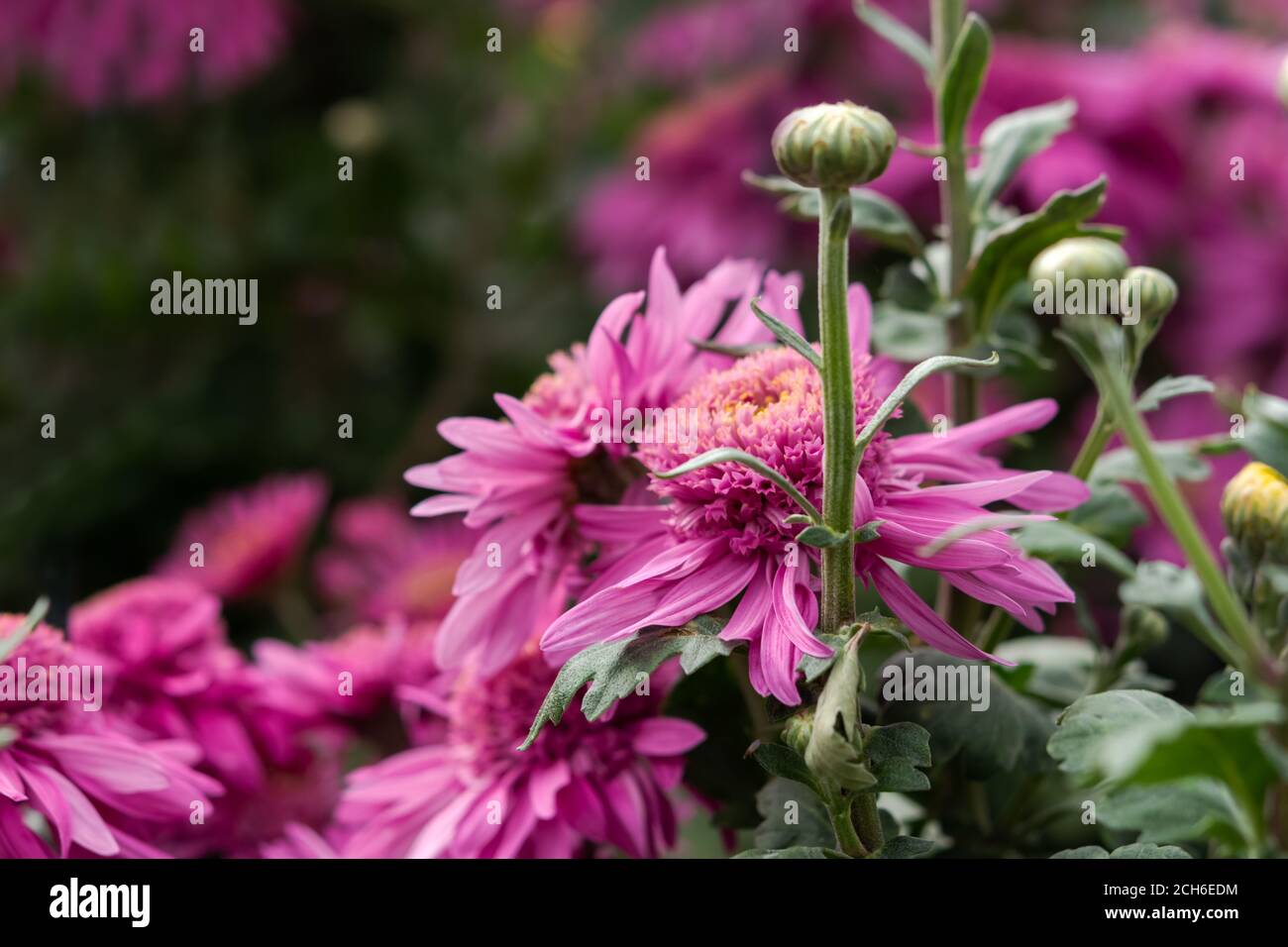 Lila Chrysanthemen aus der Nähe - oben im Garten. Bunte helle Blumen auf einem verschwommenen Hintergrund in selektivem Fokus. Blumen Herbst Hintergrund. Weiche Natu Stockfoto