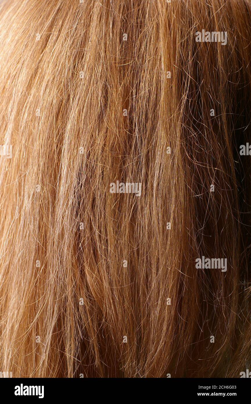 Nahaufnahme von roten Kastanien Naturhaar mit selektivem Fokus und Lichtabfall Stockfoto