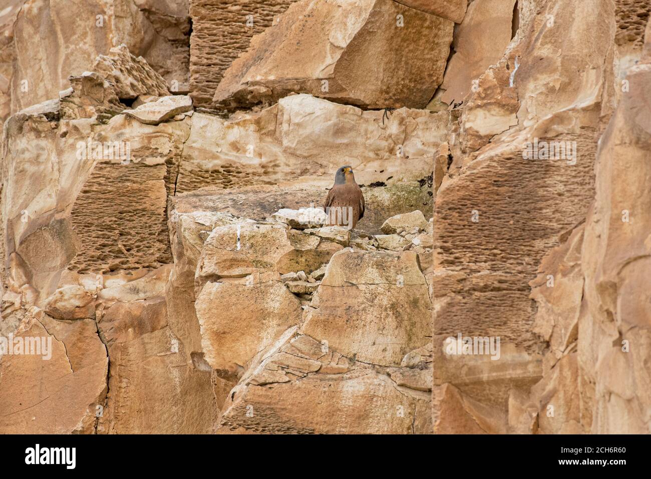 Kleiner Turmfalken (falco naumanni). Diese Art brütet vom Mittelmeer über das südliche Zentralasien bis China und die Mongolei. Es ist ein Sommermigrant Stockfoto
