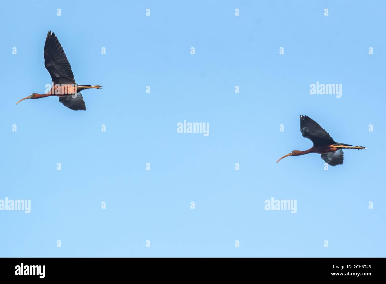 Nördlicher Weißkopfeier (Geronticus eremita) im Flug mit blauem Himmelshintergrund. Fotografiert in Israel, im August Stockfoto