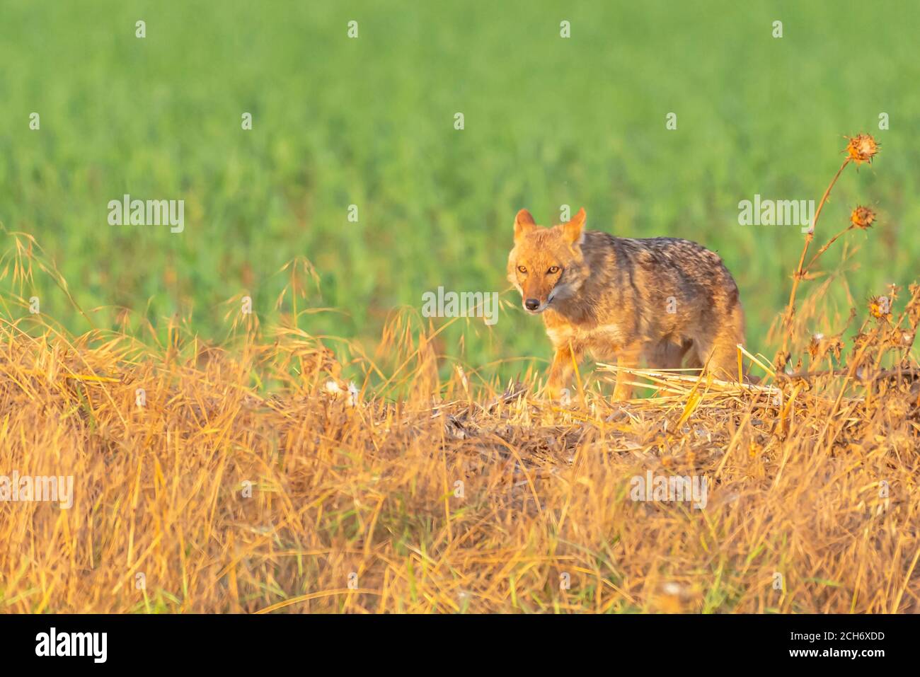 Goldener Schakal (Canis aureus), auch Asiatischer, Orientalischer oder gewöhnlicher Schakal genannt, fotografiert in Israel Stockfoto