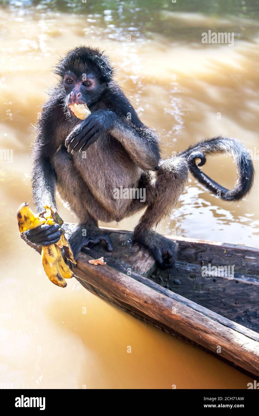 Ein Spinnenaffe sitzt in einem Kanu und hält ein Bündel Bananen, während er über einer überfluteten Monkey Island in der Nähe von Iquitos in Brasilien schwebt. Stockfoto