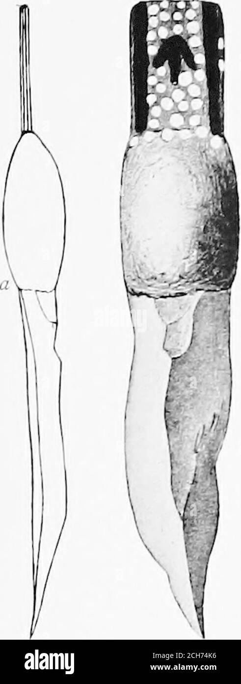 . In ganz Australien. Ft, noch die kleinen Haufen Federn, sind von jedem Nutzen, aber sie sind interessant, wie zeigen, dass auch primitivemankind hat Verlangen nach etwas, das nach seinen Ideen, schön und nützlich sein soll. Unter den steinernen Speeren trafen wir im Lager auf drei Typen, obwohl nur zwei von ihnen tatsächlich von den Warramunga (Abb. 244-246). In einer von ihnen, der mit Abstand häufigsten Form, wird der Kopf aus Quarzit hergestellt. Es ist in der Tat, genau ähnlich wie das Messer. In der zweiten wird der Quarzit durch ein Spanstück eines Schiefergesteins ersetzt. Die dritte ist eine Stockfoto