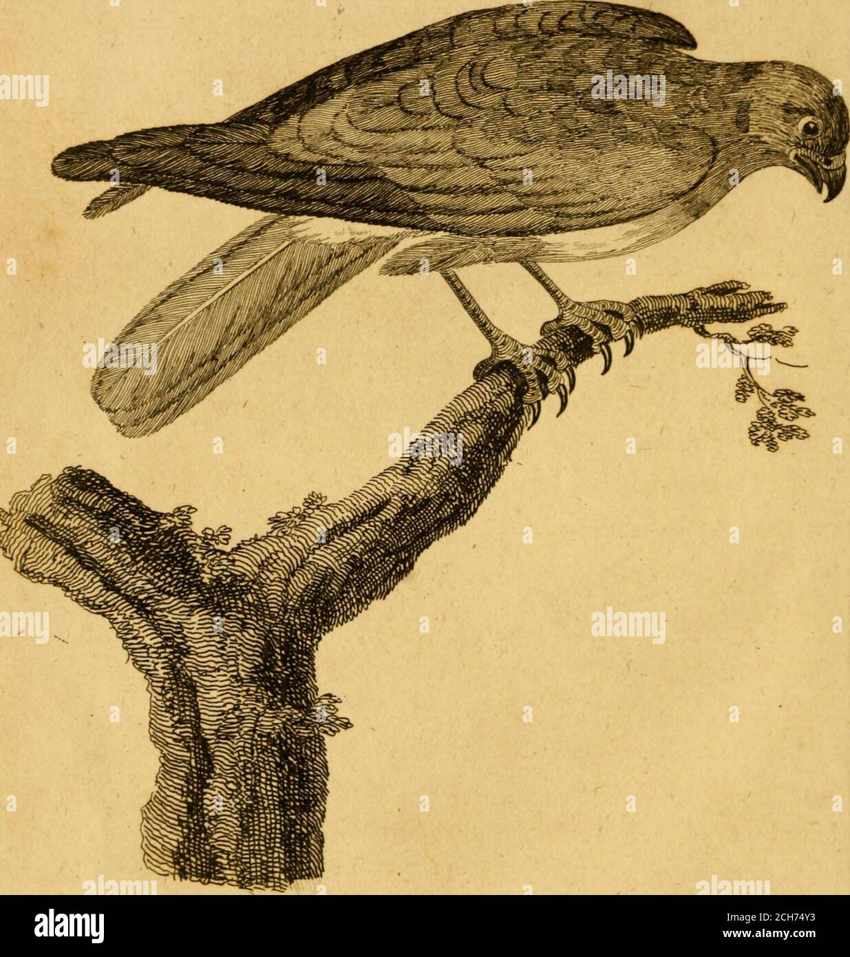 . Britische Zoologie . pi.xxvm. H JEJSR H A R B. I E R KLASSE IL HOBBY. 197 war in ufe in Großbritannien, diese Art wurde für das Fangen kleiner Vögel und junger Rebhühner trainiert. Le Hobreau. Belon AV. Ii8. Raiifyn.anj. 15. 61. Hobby Gcjmr AV. 75. fa. Falco fubbuteo. Lin.fyfi, 127. Hobbia. Tspan-i.. Faun. Suec. fp. 59. ^lalon. Aldr. A-j. I. 187. Barletta. Lorenzi AV. 45. Das Hobby. Wil. Cm. 83. Stein-Falck. FR/h I. 86. Le Hobreau, Dcndro-falco. Laerke-Falk. 5;k«»&lt;V/?10. 11. BriJJJhn anj. I. 375. Hiji. Br. Zool. 69. Platte A. 9. PL dOys. I. 277. Enl. 431. DIESER Vogel wurde in der Buckelart von alfo geernttert Stockfoto