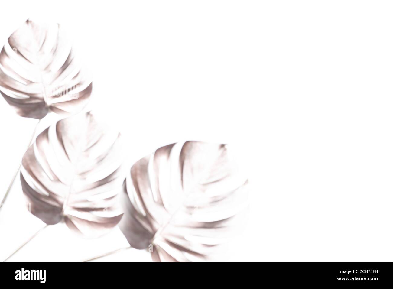 Trendiger weißer Hintergrund mit drei unscharfen Silhouetten exotischer tropischer Palmenmonstera-Blätter und Kopierraum. Stockfoto