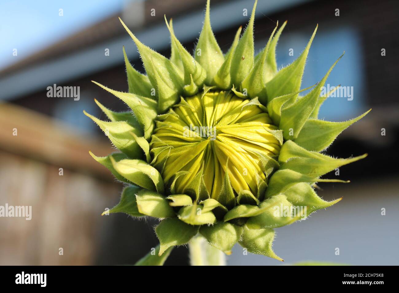 Sonnenblumen makro Fotos und Bildmaterial in hoher Auflösung Seite
