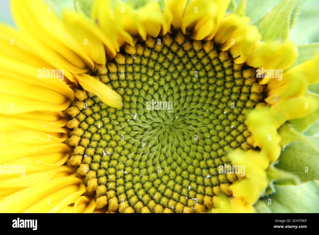 Sonnenblumenkopf aus der Nähe, Bild drei von drei in Serie von wachsenden Sonnenblumen Stockfoto