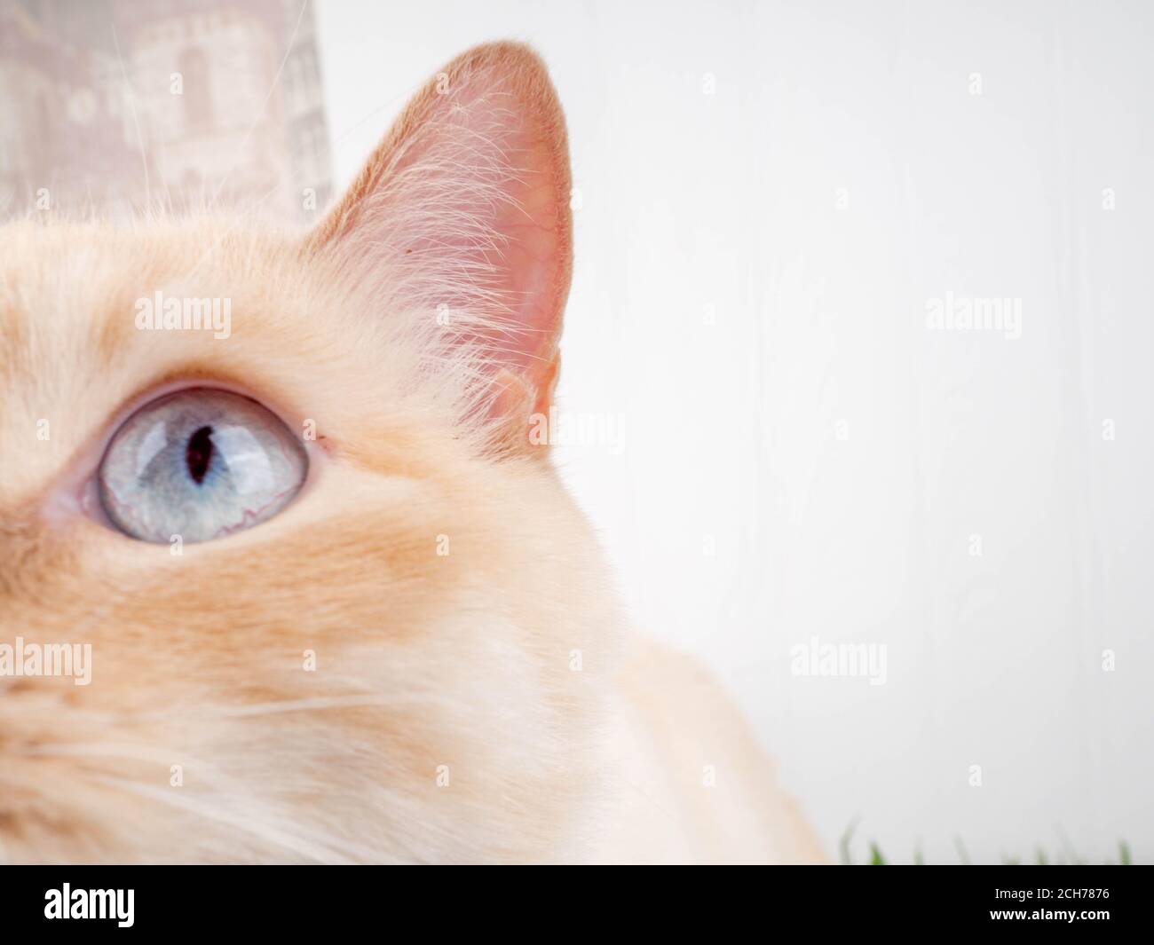 Thai Cream Point Katze, weiße Katze mit roter Nase und Schwanz auf weißem Hintergrund. Schöne Katze zu Hause. Haustiere. Stockfoto